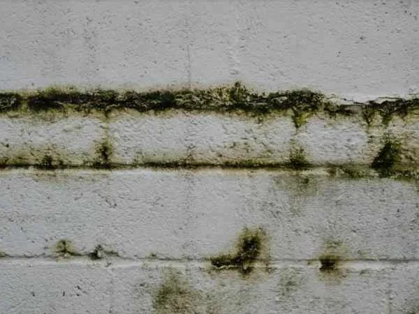 5 Health Risks Associated with Mold Growth in Your Home & How to Address